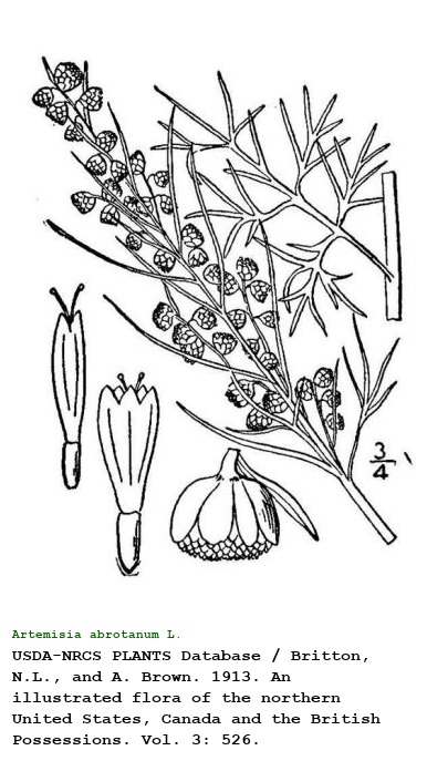 Artemisia abrotanum L.